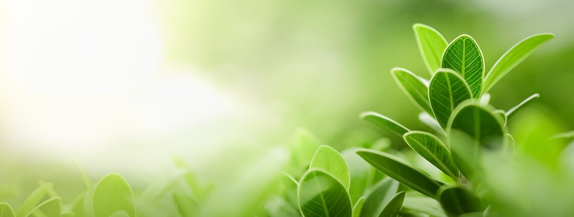 Bezpieczeństwo w ramach Bankowego Funduszu Gwarancyjnego